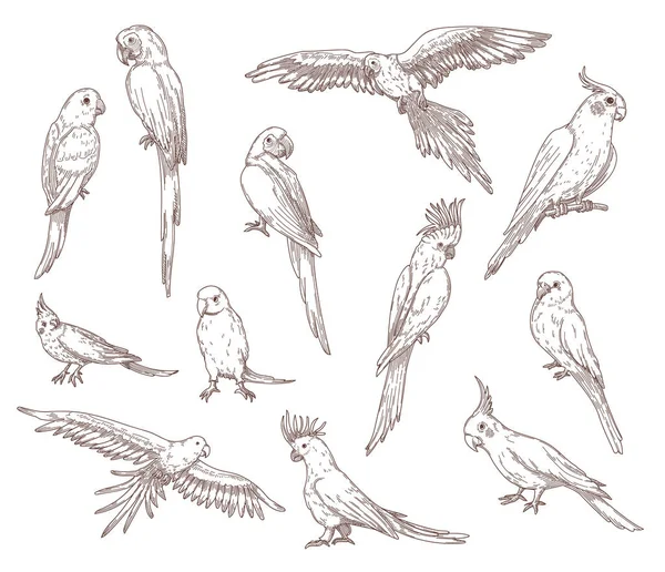 Hand Drawn Sketches Parrots Vector Set Exotic Birds Cockatoo Macaw — стоковый вектор