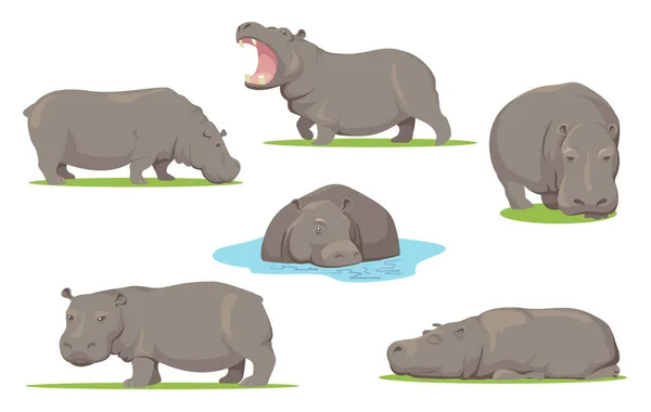 Hippo Különböző Pózok Lapos Készlet Web Design Rajzfilm Vad Lény — Stock Vector