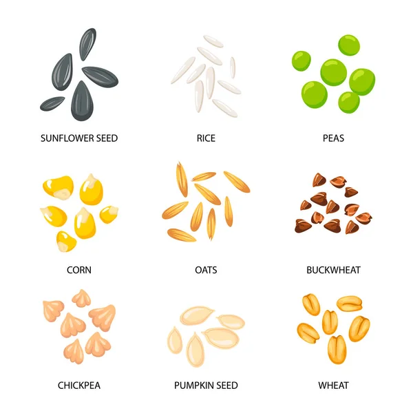 Set Semi Vegetali Cereali Illustrazioni Vettoriali Collezione Con Iscrizioni Piantare — Vettoriale Stock