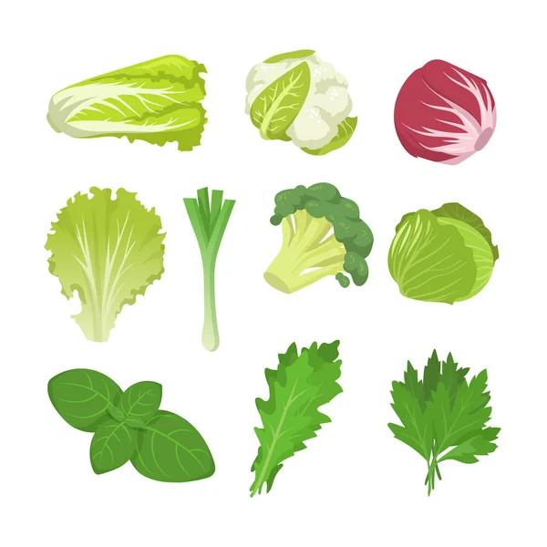 Salat Und Kohlsorten Set Spinatblätter Salat Endivien Roter Grünkohl Romain — Stockvektor