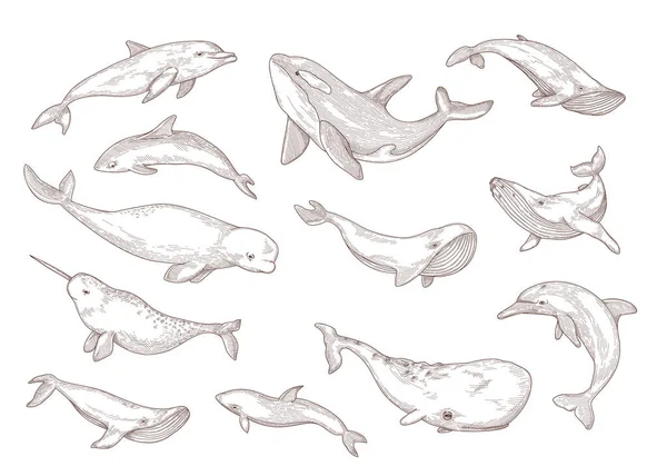 孤立的鲸鱼种类手绘矢量图集 雕刻的古埃及独角鲸 座头鲸 白鲸和蓝鲸古埃及素描 海洋动物和海洋野生动物概念 — 图库矢量图片
