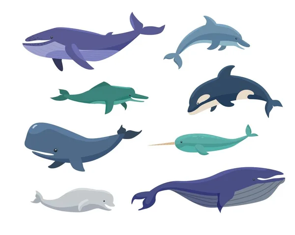 Baleias Bowheads Narvais Orcas Desenho Animado Ilustração Set Grupo Animais —  Vetores de Stock