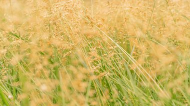 Şafak vakti çayırdaki güzel altın ve yeşil çimenler.