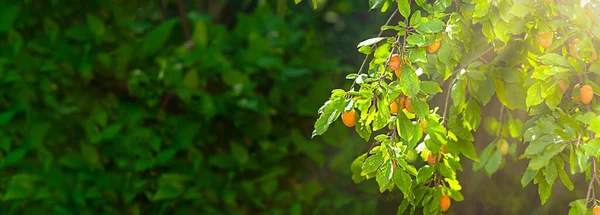 Meyve bahçesi resmi olan bir pankart. Yeşil bir zemin üzerinde kiraz eriği olan erik ağaçları güneş ışınları altında — Stok fotoğraf