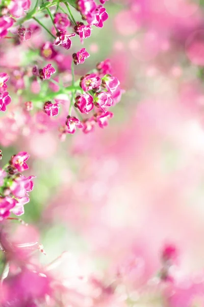 Розмитий красивий магічний квітковий рожевий фон з простором для копіювання — стокове фото
