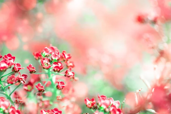 Sfocato bella magia floreale rosa sfondo con spazio copia Fotografia Stock