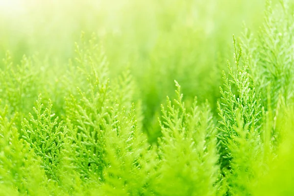 Yumuşak odaklı yeşil bitkilerin açık yeşil eko arkaplanı ve kopyalama alanı — Stok fotoğraf