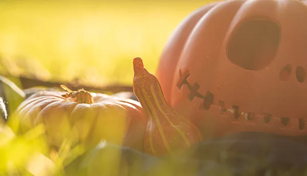 Pompoenkop Jack-o-lantaarn close-up en oranje herfstpompoenen, stilleven in de natuur in het zonlicht, achtergrond voor Halloween — Stockfoto