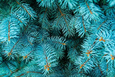 Mavi ladin, arkaplanı kopyalama alanı ve makro fotoğrafla kapat