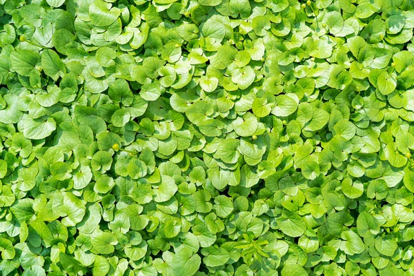 Grønn naturlig bakgrunn på friske, grønne blader – stockfoto