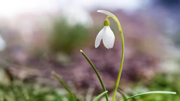 最初の春の花の白い雪が降る自然背景 — ストック写真