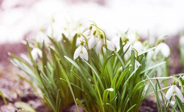 Natuurlijke achtergrond met eerste lente bloemen witte sneeuwklokjes — Stockfoto