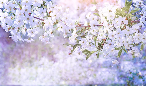Квітуче дерево натуральний фон листівки ніжні пастельні кольори — стокове фото