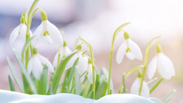 最初の春の花の白い雪が降る自然背景 — ストック写真