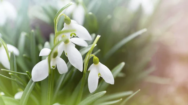 最初の春の花の白い雪が降る自然背景 — ストック写真