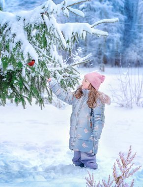 Çocuk, kışın karlı bir ormanda bir Noel ağacında oturan bir ispinoz gördü.