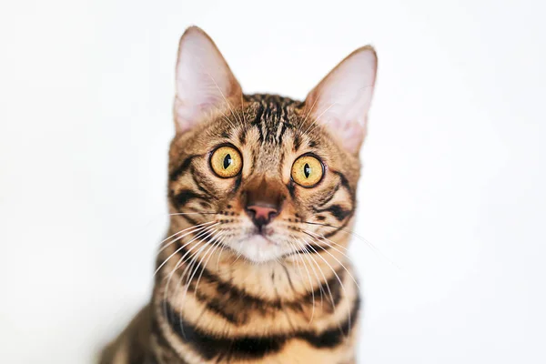 Крупный план милый бенгальский кот смотрит в сторону, чтобы скопировать пространство — стоковое фото