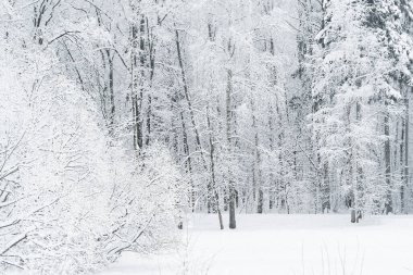 Karlı bir ormanda mevsimlik kış manzarası