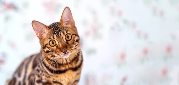 Κοντινό πλάνο χαριτωμένο bengal γάτα κοιτάζει μακριά για να αντιγράψετε χώρο — Φωτογραφία Αρχείου