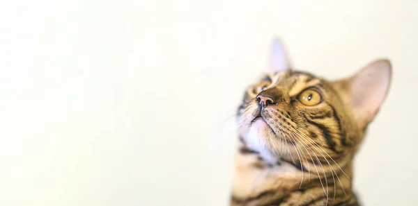 Κοντινό πλάνο χαριτωμένο bengal γάτα κοιτάζει μακριά για να αντιγράψετε χώρο — Φωτογραφία Αρχείου