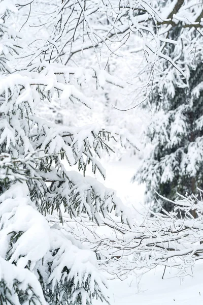 Karlı bir ormanda mevsimlik kış manzarası — Stok fotoğraf
