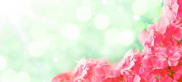 Весняний банер з квітучими квітами та місце для тексту — стокове фото