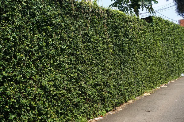 Natural green leaf house fence background