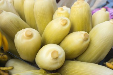 Tarlalarda satılan mısırlar.