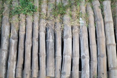 Bambu dokusu çimlerle sıralanmış
