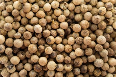 Kişniş bitkisi Coriandrum sativum, hem yapraklar hem de tohumlar, beyaz bir zemin üzerinde izole edilmiş ilacın yanı sıra yemek pişirmede bir baharat olarak kullanılabilir..