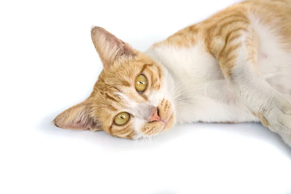 Ginger Gato Sentado Bonito Isolado Fundo Branco Brincalhão Animal Estimação — Fotografia de Stock