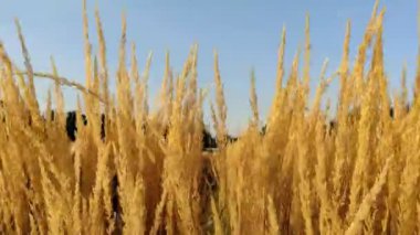 Sazlıklar rüzgarda sallanıyor, sonbahar, Eylül, altın saat, 4k