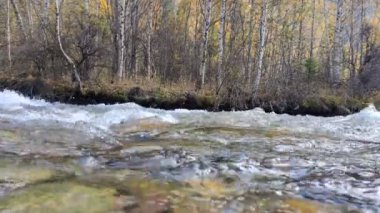 Temiz şeffaf suyu olan Alp nehri, 4k sonbahar ağaçlarının arka planına doğru akar.