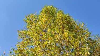 Sonbahar yaprakları mavi gökyüzüne karşı rüzgarda hışırdıyor. 4K video.