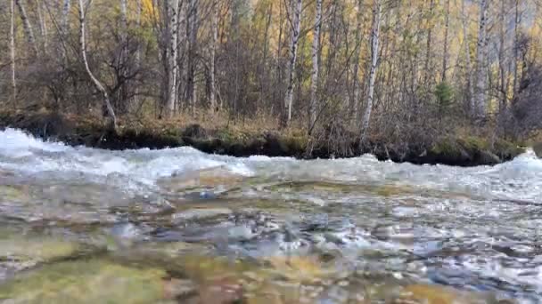 Alpenfluss Mit Klarem Transparentem Wasser Fließt Vor Dem Hintergrund Herbstlicher — Stockvideo