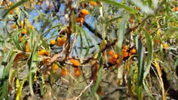 Sea Buckthorn Berries Sing Tree Autumn September Video — Stock Video