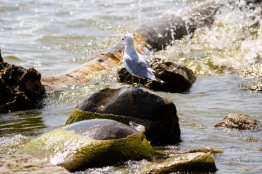Yazın güneşli bir günde Kanada 'da Ontario Gölü' nde kuş izleme dalgası.