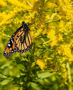 Kelebek yazın güneşli bir gününde