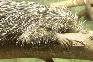 Şirin bir kirpinin yakın plan fotoğrafı.