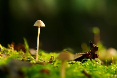 Mushroom closeup in forest, green nature
