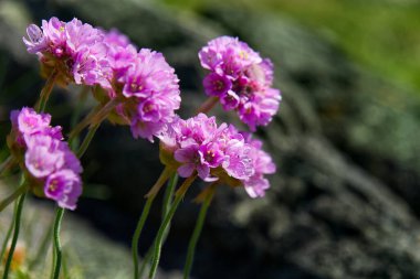 Bahçedeki mor çiçek