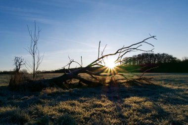 Çayırda güzel bir gün batımı