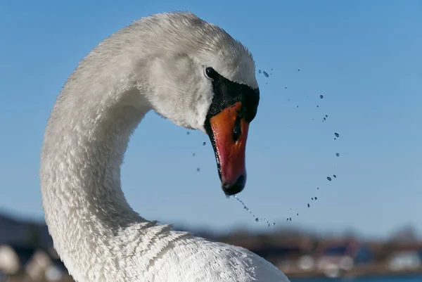 Красивый Белый Лебедь Озере — стоковое фото