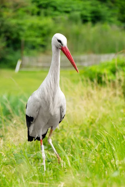 Cigogne Blanche Sur Herbe — Photo