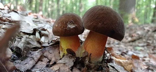 mushrooms boletus in the forest, flora