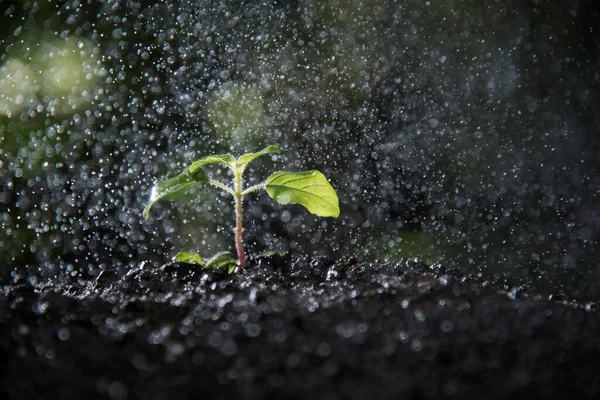 Jeune Plante Poussant Dans Sol Terre Fond Nature Avec Espace — Photo