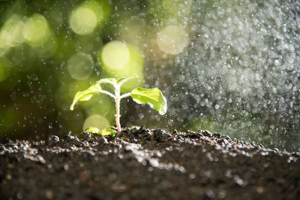 Planta Jovem Crescendo Chuva Chuvisco Manhã — Fotografia de Stock