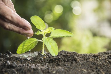 Kutsal fesleğene sulayan kişi