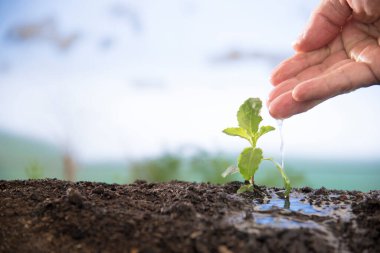 İnsan filizlenmek için suyu elle sular.