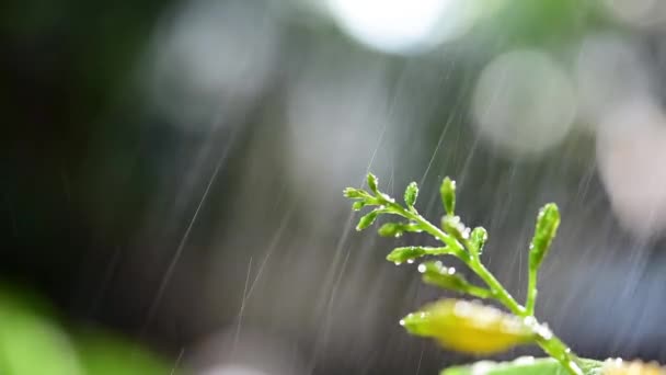 雨中的黄色铃铛花 — 图库视频影像